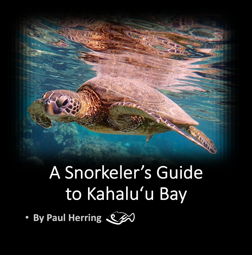 Kahaluu Guide Square