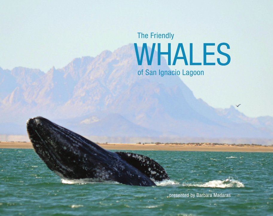 The Friendly Whales of San Ignacio Lagoon